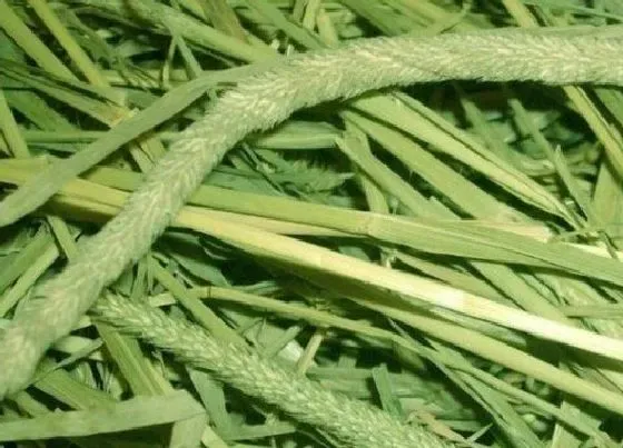 植物百科|提摩西草又叫什么名称