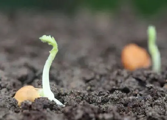 植物育苗|山竹种子怎么发芽 怎么种植出盆栽