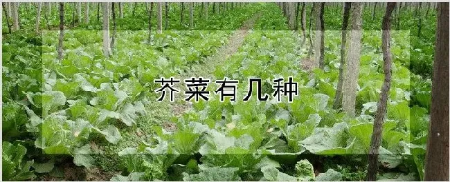 芥菜有几种 | 种植技术