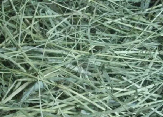 植物百科|提摩西草又叫什么名称
