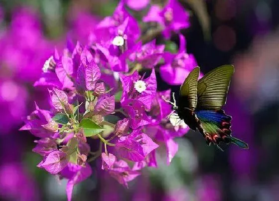 开花时间|三角梅四季开花吗 在什么季节开花