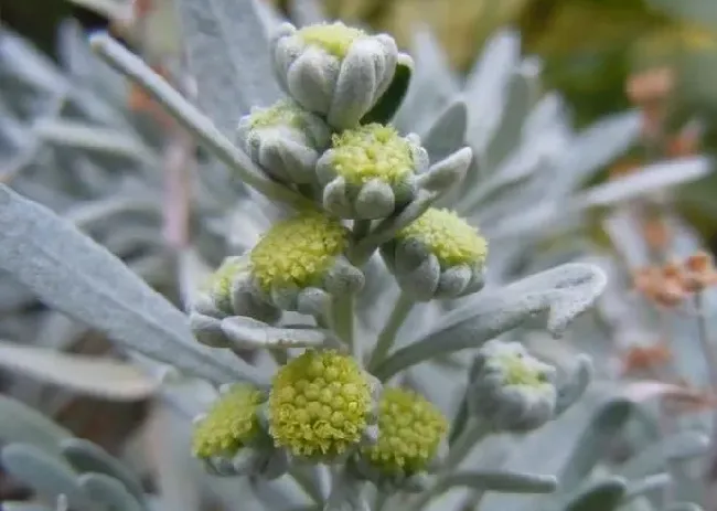 叶蔫|芙蓉菊叶子蔫了怎么办 打蔫原因及补救方法