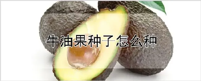 牛油果种子怎么种 | 养殖技术