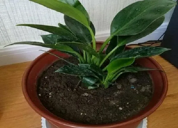 植物移栽|金钻什么时候换盆好