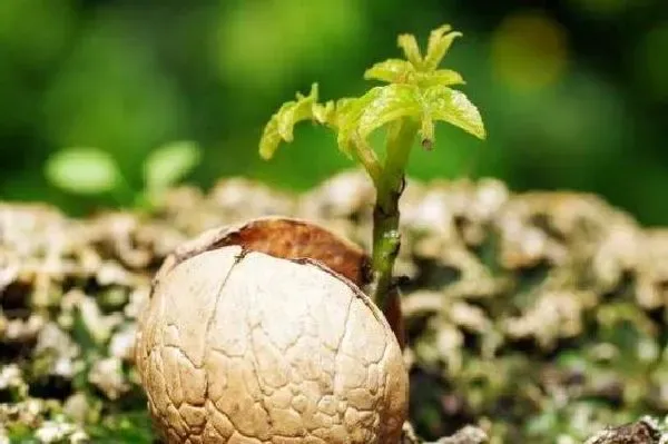 植物发芽|桃核怎么发芽 种子怎么种植才能发芽快