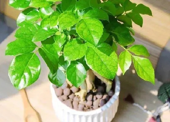 开花时间|绿宝树多久开花一次 什么时候开花
