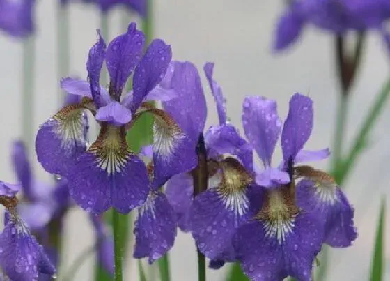 开花时间|鸢尾花一年开几次花