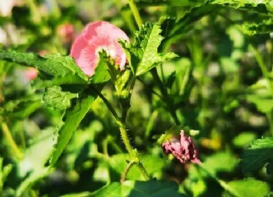 花期|木槿花花期是什么时候