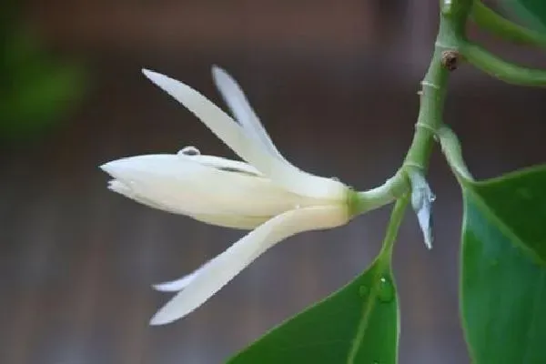 植物浇水|白兰花浇水时间和正确方法