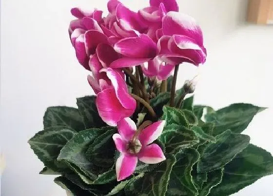 摆放常识|客厅养什么花最好 摆放在客厅好养有旺财的植物