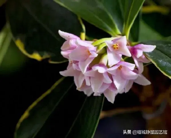 植物施肥|家里的花怎样简单施肥，怎样对家庭花卉进行追肥技巧）