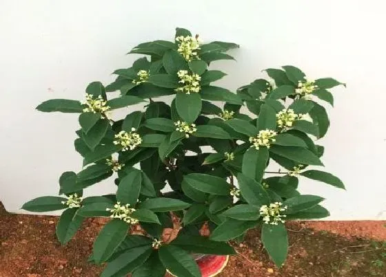 生长环境|桂花生长环境条件及特点