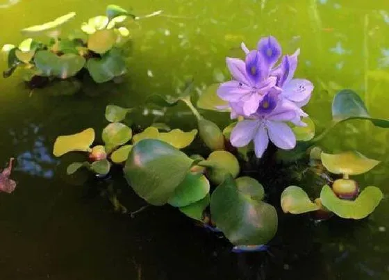 种植管理|水葫芦生长速度快慢 一年能长多少