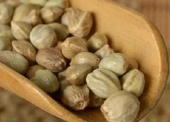 种子|火麻仁是什么植物的种子