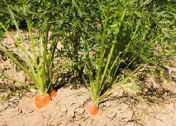 种植管理|萝卜种植时间和收获时间