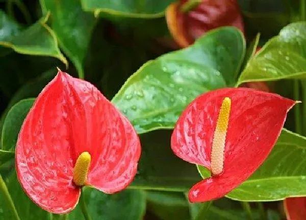 植物浇水|复合肥可以浇红掌吗