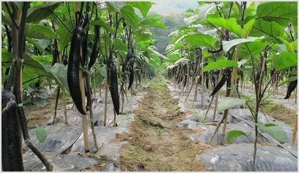 春季茄子种植想提高保果率，那么要做好阴雨天气管理！ | 养殖技术