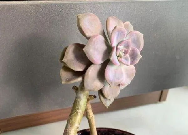 植物移栽|紫乐上盆时间与养护方法