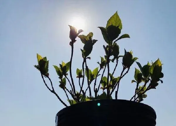 盆景|绣球花喜欢大盆还是小盆 用什么盆种合适