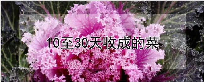 10至30天收成的菜 | 农业技术