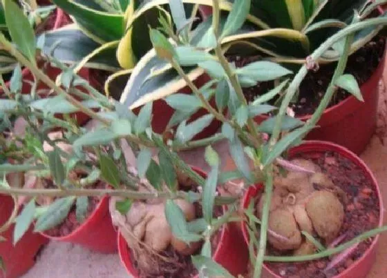 植物修剪|人参大戟怎么修剪好看