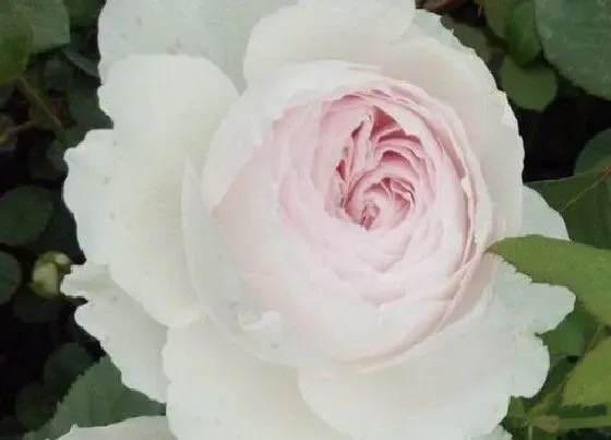 植物种类|公爵夫人月季是藤本还是灌木