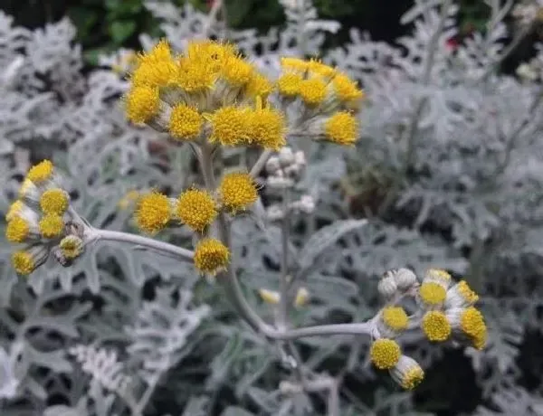 叶蔫|芙蓉菊叶子蔫了怎么办 打蔫原因及补救方法