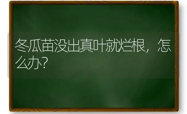 冬瓜苗没出真叶就烂根，怎么办？ | 蔬菜种植