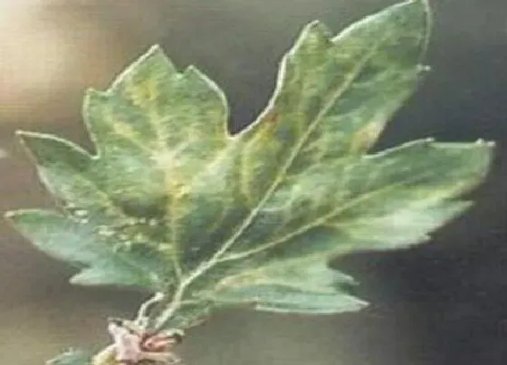 植物病害|菊花花叶病症状及防治方法