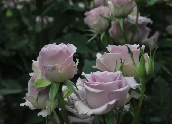 花语|紫色玫瑰的花语是什么意思（淡紫色玫瑰花代表的象征寓意）