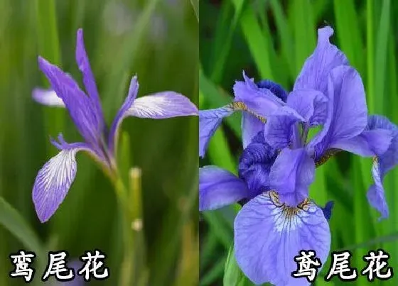 植物种类|鸾尾花和鸢尾花是一种花吗