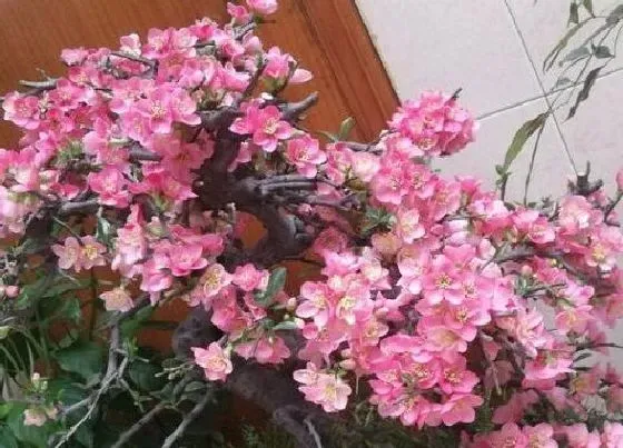 植物寓意|春海棠花的寓意和象征风水