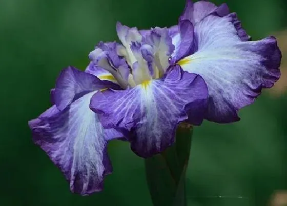 花期|鸢尾花的花期是什么时候