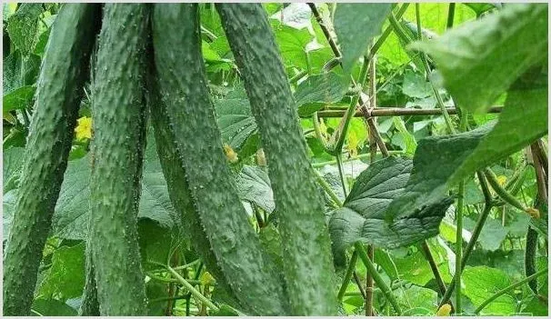 菜园里不打药也能防治害虫怎么做 | 种植施肥