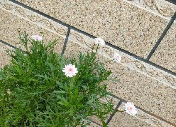 植物浇水|玛格丽特多久浇一次水