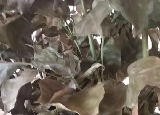 叶子发黑|幸福树叶尖发黑怎么办