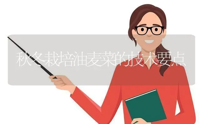 秋冬栽培油麦菜的技术要点 | 蔬菜种植