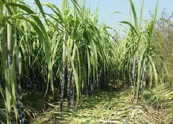 种植管理|甘蔗苗几月份种植合适