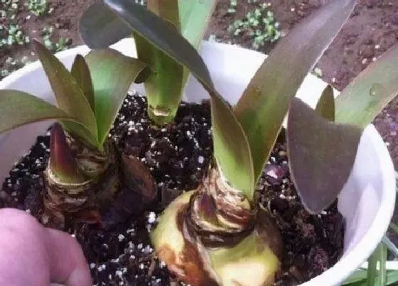 开花时间|盆栽百合一年开几次花 多长时间开一次花