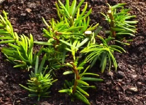 植物修剪|盆栽红豆杉怎么修剪方法