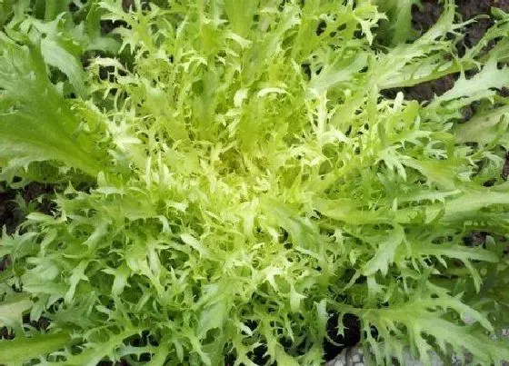 食用科普|苦菊可以生吃吗
