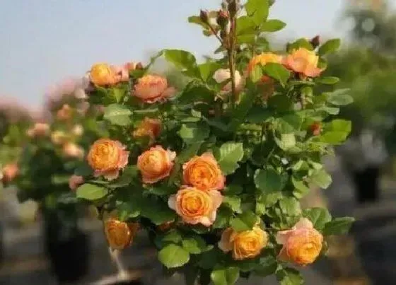 冬天植物|棒棒糖月季耐寒吗 月季棒棒糖冬季修剪