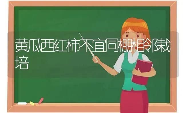黄瓜西红柿不宜同棚相邻栽培 | 蔬菜种植