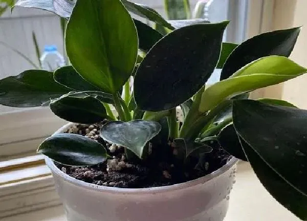 植物移栽|金钻什么时候换盆好