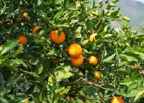 喷药|脐橙打什么农药好