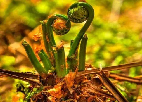 果实成熟|蕨菜什么时候采摘 山上的蕨菜几月份采摘