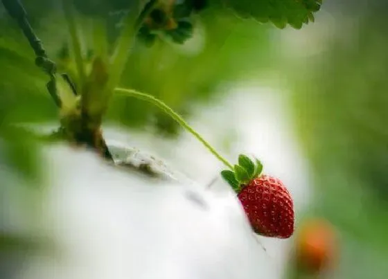 冬天植物|草莓耐寒吗（草莓耐寒最低温度及过冬方法）