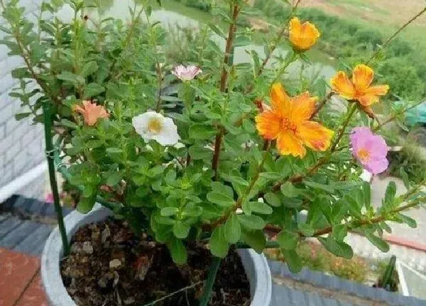 盆景|太阳花老桩养殖方法和养护事项