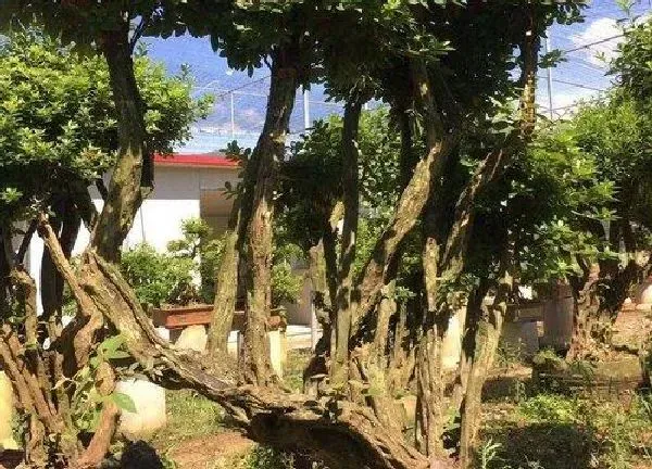 盆景|赤楠老桩养殖方法与养护事项