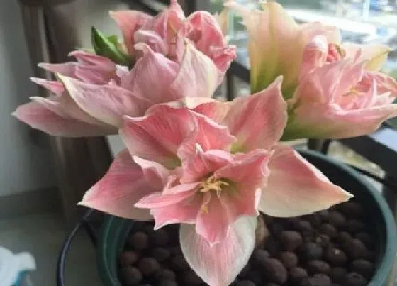 冬天植物|朱顶红耐寒的最低温度（室外过冬能耐受零下几度）